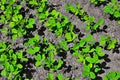 Industrial cultivation of soy in the field