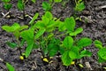 Industrial cultivation of soy in the field