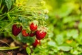 Industrial cultivation of strawberries plant. Bush with ripe red fruits strawberry in summer garden bed. Natural growing of