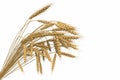 Industrial 3D illustration of the cg sheaf of wheat spica isolated on white background - agriculture Royalty Free Stock Photo