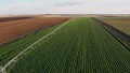 Industrial farming 4K Aerial video footage: Irrigation of field in Summer. Drone shot, agriculture at dawn in the summer