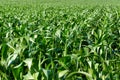 Industrial farmland before harvest Royalty Free Stock Photo