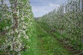 Industrial field for growing apples. Rows of flowering young trees