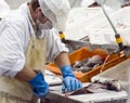 Industrial fish filleting Royalty Free Stock Photo