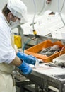 Industrial fish filleting Royalty Free Stock Photo