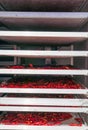 Industrial food dehydrator machine. Professional fruits and vegetables dehydration machines. Long red pepper in it. Peppers can be Royalty Free Stock Photo