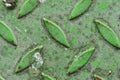 Industrial green sheet iron. Steel diamond plate. Green and floor texture Table of metal sheet. Background. Royalty Free Stock Photo