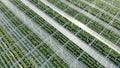 Industrial greenhouse from above, aerial view. View from above of a warmhouse with transparent ceiling