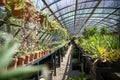 Industrial greenhouse shop market with different home, garden plants flowers in pots on tables.