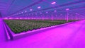 Industrial greenhouse with purple LED light. Hydroponic indoor vegetable plant factory. Green salad farm. 3D render