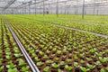 Industrial greenhouse with rows of cultivation