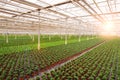 Industrial greenhouse with rows of cultivation