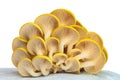 Industrial growth of oyster mushrooms on white plastic