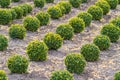 Industrial growth of sculpted box trees Royalty Free Stock Photo