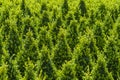 Industrial growth of sculpted green buxus Royalty Free Stock Photo