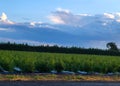 Industrial Hemp Field Royalty Free Stock Photo