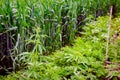 Industrial hemp, sativa grow under wheat