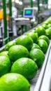 Industrial lime sorting and processing line in modern fruit factory Royalty Free Stock Photo