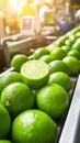 Industrial lime sorting and processing line in modern fruit factory Royalty Free Stock Photo