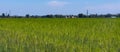 Industrial marijuana or cannabis plantation, Parma, Italy