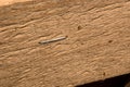 Industrial metal staple in a wooden board