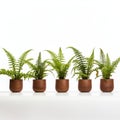 Industrial Minimalism: Row Of Five Brown Ferns In Pots