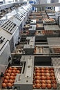 Egg packaging lines 2