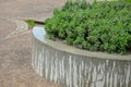 In the industrial park there are circular raised beds of concrete. there are benches and seats on the edge. sage grows inside