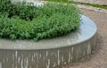 In the industrial park there are circular raised beds of concrete. there are benches and seats on the edge. sage grows inside Royalty Free Stock Photo