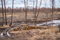 Industrial planned deforestation in spring, fresh alder lies on the ground among the stumps