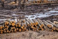 Industrial planned deforestation in spring, fresh alder lies on the ground among the stumps