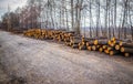 Industrial planned deforestation in spring fresh green alder lies on the ground along the highway