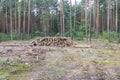 Industrial planned deforestation in spring, fresh green pine lies on the ground amid stumps