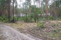 Industrial planned deforestation in spring, fresh green pine lies on the ground amid stumps