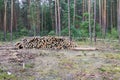 Industrial planned deforestation in spring, fresh green pine lies on the ground amid stumps