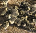 Industrial poultry agriculture, ducklings in farm