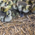 Industrial poultry agriculture, ducklings in farm