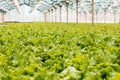 Industrial production of lettuce and greens. Closed light large greenhouse Royalty Free Stock Photo