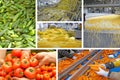 Industrial production of vegetables in food processing plant, collage Royalty Free Stock Photo