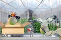 Industrial robot that were apply for agricultural to work scanning and packing the melon put on cardboard box via conveyor belt