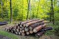 Industrial Tree Logging Royalty Free Stock Photo