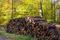 Industrial Tree Logging Royalty Free Stock Photo