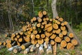 Industrial Tree Logging Royalty Free Stock Photo