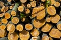 Industrial Tree Logging Royalty Free Stock Photo