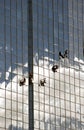 Industrial window cleaners