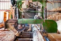 Industrial wood factory - bandsaw sawmill