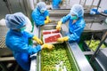 Industrial workers in a food processing plant sorting and packaging fruits and vegetables\' Royalty Free Stock Photo