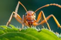 Industrious Ant forest insect macro. Generate Ai