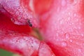 Industrious ant on a red flower with drops of water. summertime