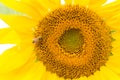 An industrious bee is gathering honey on a sunflower